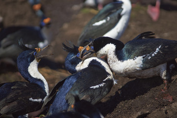 Pair of Imperial Shag (Phalacrocorax atriceps albiventer) fighting over a nesting site on the...