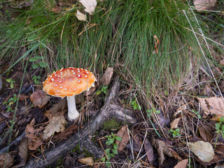 Toadstool amanita mushroom in the grass
