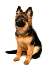 Fluffy German Shepherd dog isolated on white background. Puppy is beautiful, funny and attentive. Portrait, close-up