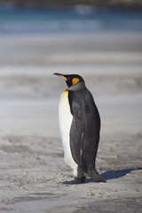 King Penguin (Aptenodytes patagonicus) standing on a sandy beach at The Neck on Saunders Island in the Falkland Islands.