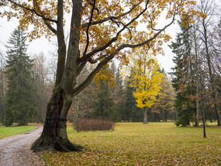 Fototapeta premium Beautiful autumn park. Autumn in Oranienbaum.