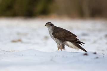 Northern goshawk