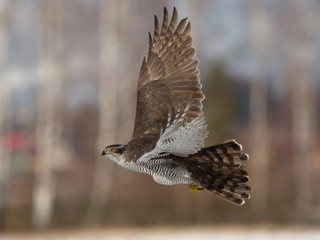 Northern goshawk