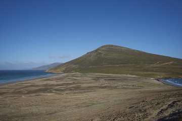 The Neck on Saunders Island in the Falkland Islands; home to multiple colonies of Gentoo Penguins...