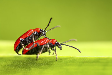 Scarlet lily beetles mating