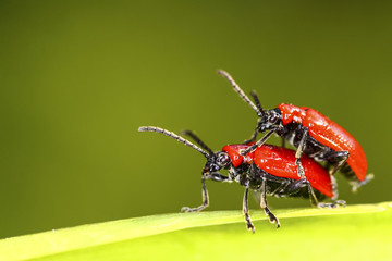 Scarlet lily beetles mating