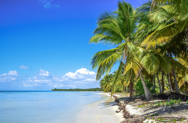 Plakat palm and beach