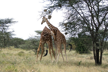 Two giraffes in Samburu National park, Kenya