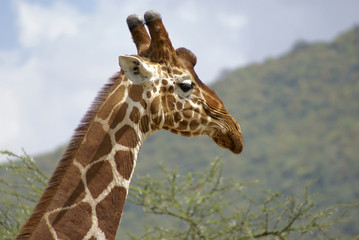 Giraffe's potrait made in Samburu National park in Kenya