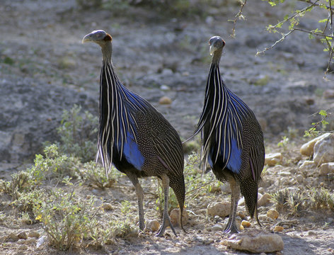 The Vulturine guineafowls in Shaba National reserve, Kenya