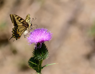 Bitterfly an flower