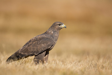 Common buzzard