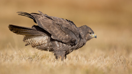 Common buzzard