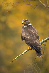 Common buzzard