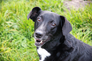 biało czarny pies z oklapniętymi uszami siedzący na trawie