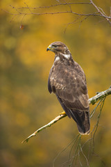 Common buzzard