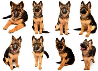 Collection fluffy German Shepherd dog shows teeth and tongue, angry isolated on white background. Puppy is beautiful, funny and attentive. Portrait, close-up. Sits and looks closely. Good, plush, set - obrazy, fototapety, plakaty