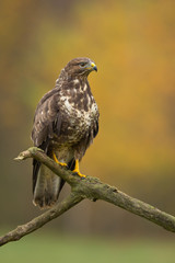 Common buzzard