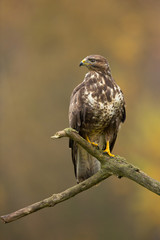 Common buzzard
