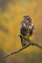Common buzzard