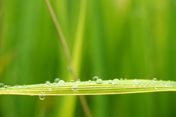 Water drop on leaf