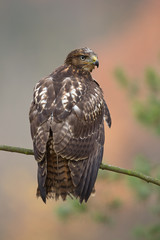 Red-tailed hawk