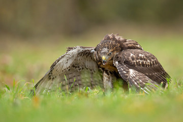 Red-tailed hawk