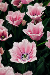 Light rose tulips macro Tulpen rosa pink Blume flower