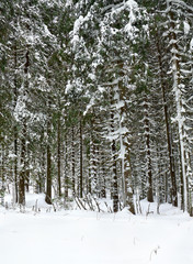 Winter fir tree forest in snow