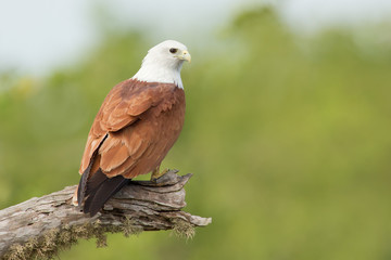 Brahminy kite