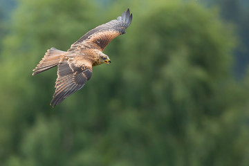 Red kite