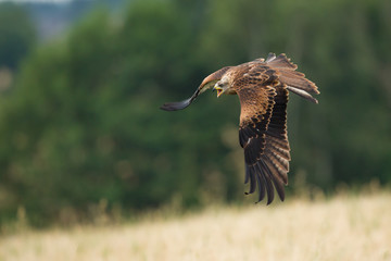 Red kite