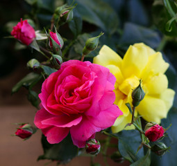  red rose close-ups and buds
