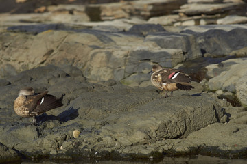 Pair of Crested Duck (Lophonetta specularioides specularioides) preening next to a rock pool on Saunders Island in the Falkland Islands.