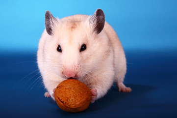 Syrian hamster eating a walnut isolated on a blue background