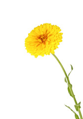 Calendula flower isolated on a white background