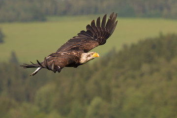  Bald eagle