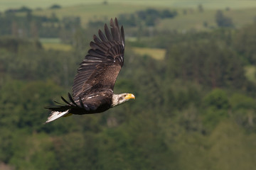 Bald eagle