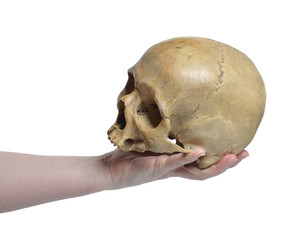 Skull of the human