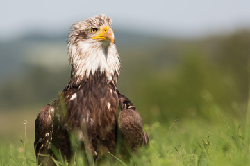  Bald eagle
