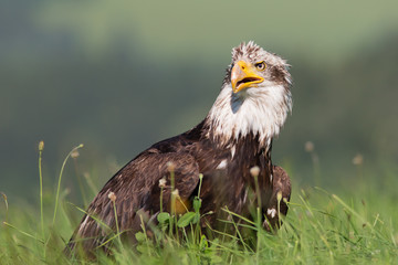  Bald eagle