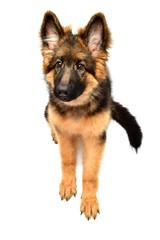 Fluffy German Shepherd dog isolated on white background. Puppy is beautiful, funny and attentive. Portrait, close-up. Sits and looks closely. Good, plush