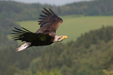  Bald eagle