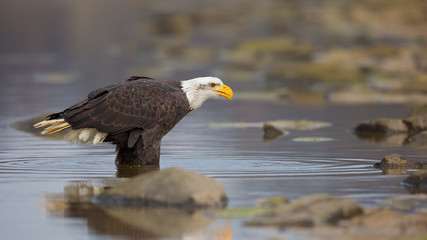  Bald eagle