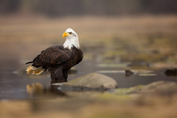  Bald eagle