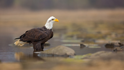  Bald eagle