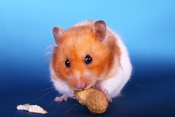 Syrian hamster eating a peanut