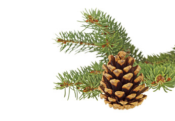 Branch of Christmas tree with cone isolated on a white background