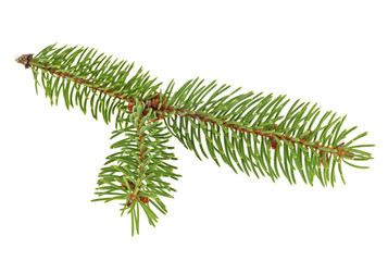 Fir tree branch isolated on a white background. Pine branch.