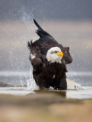 Bald eagle